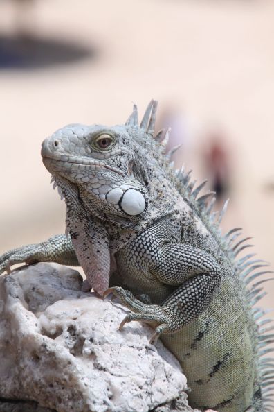 Leguan